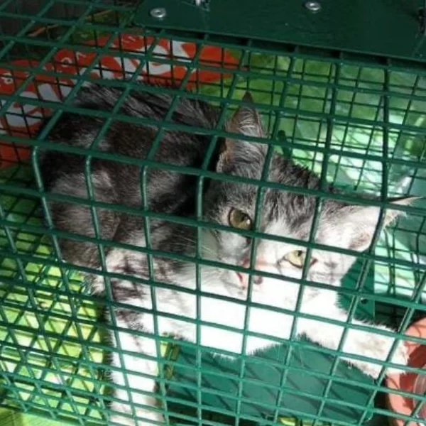 Lola, chat libre stérilisé par Les ti'chats