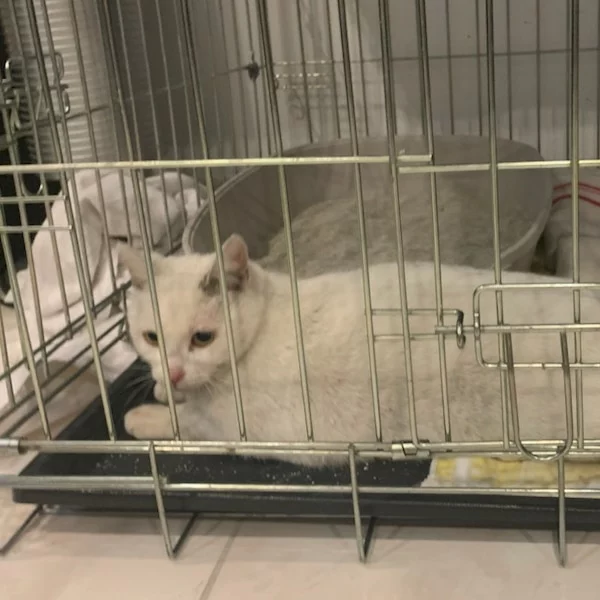 Loupie, chat libre stérilisé par Les ti'chats