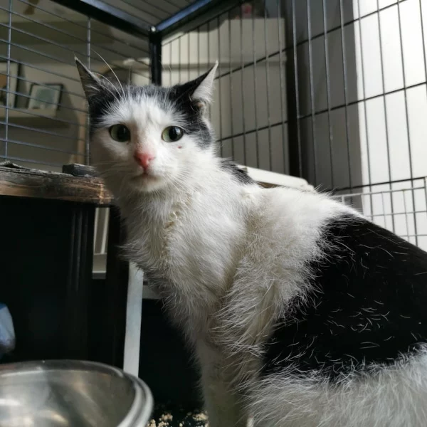 Magnette, chat libre stérilisé par Les ti'chats