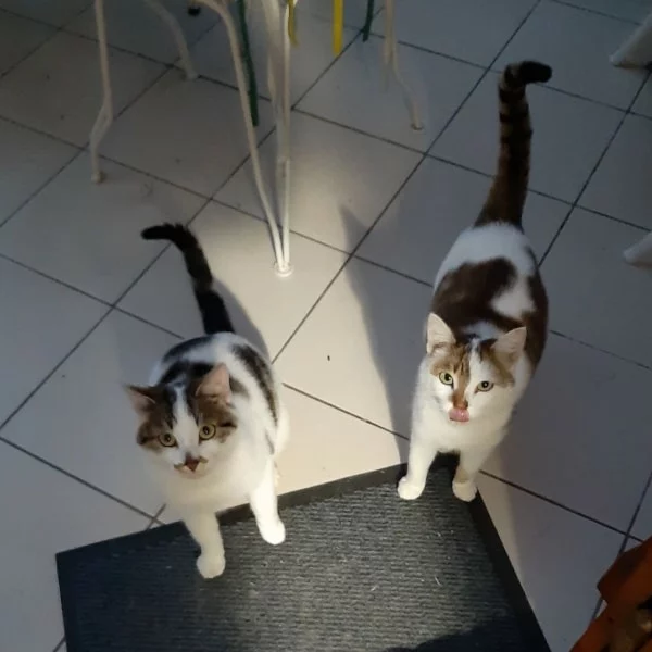 Mamémère, chat libre stérilisé par Les ti'chats