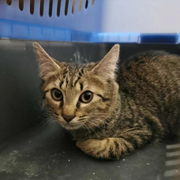 Manié, chat libre stérilisé par Les ti'chats