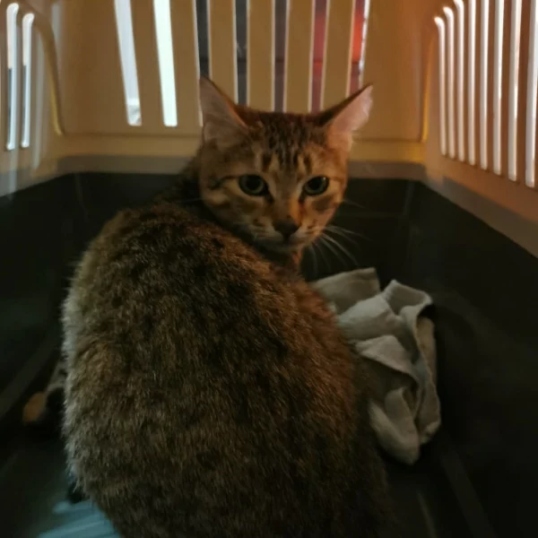 Marin, chat libre stérilisé par Les ti'chats
