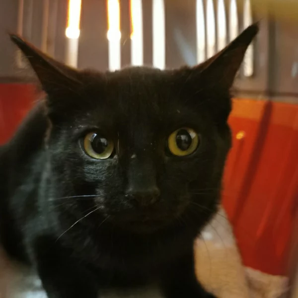 Maryse, chat libre stérilisé par Les ti'chats