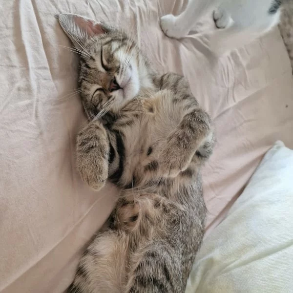 Melty, chat adopté en 2023 grâce aux ti'chats