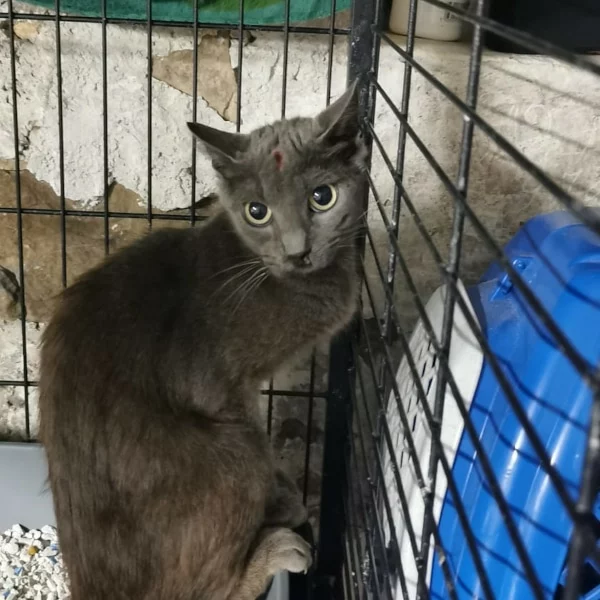 Missy, chat libre stérilisé par Les ti'chats