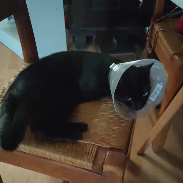 Nala, chat libre stérilisé par Les ti'chats