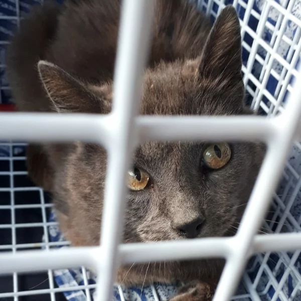 Orel, chat libre stérilisé par Les ti'chats