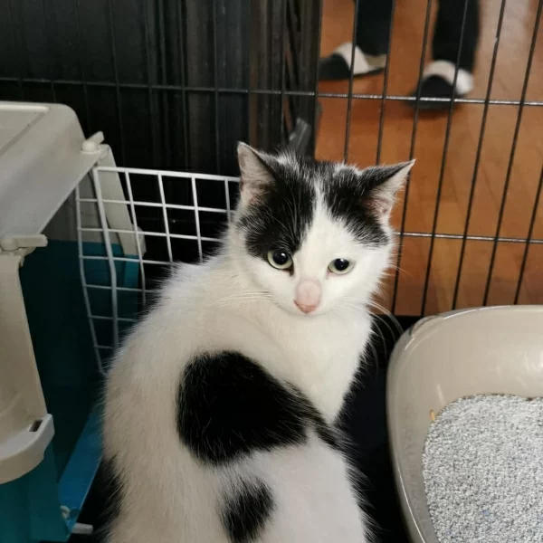 Ozalid, chat libre stérilisé par Les ti'chats