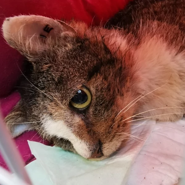 Plessado, chat libre stérilisé par Les ti'chats