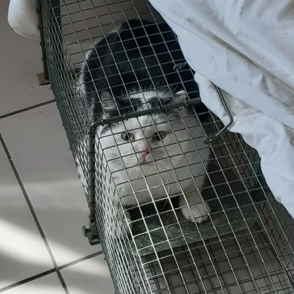 Polux, chat libre stérilisé par Les ti'chats