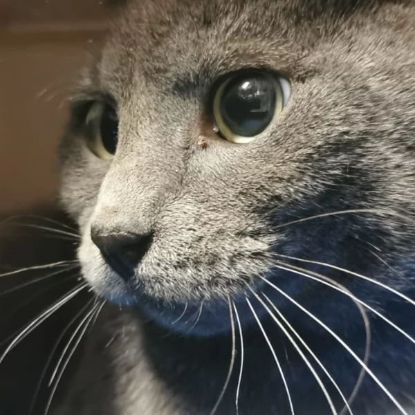 Portos, chat libre stérilisé par Les ti'chats