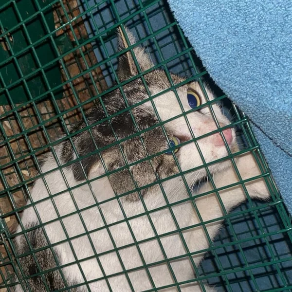 Ptino, chat libre stérilisé par Les ti'chats