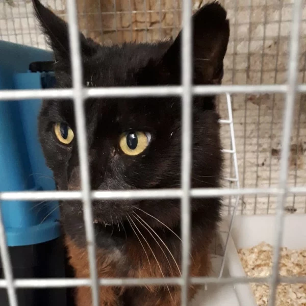 Res Turner, chat libre stérilisé par Les ti'chats