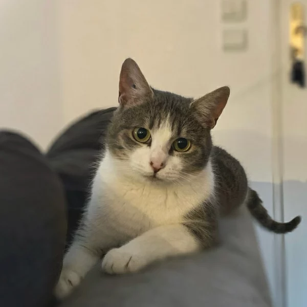 R'mione, chat libre stérilisé par Les ti'chats