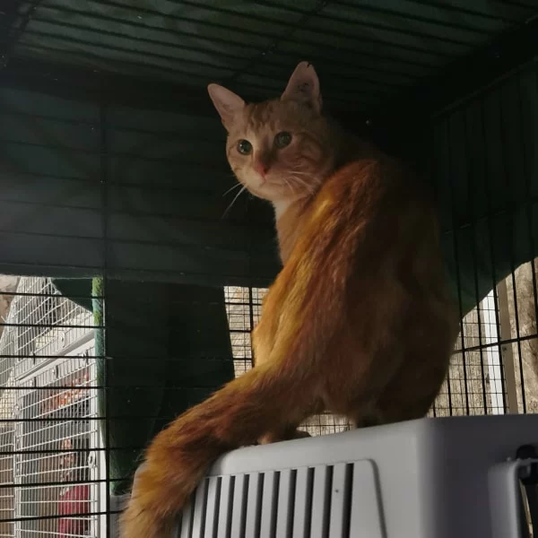Samba, chat libre stérilisé par Les ti'chats