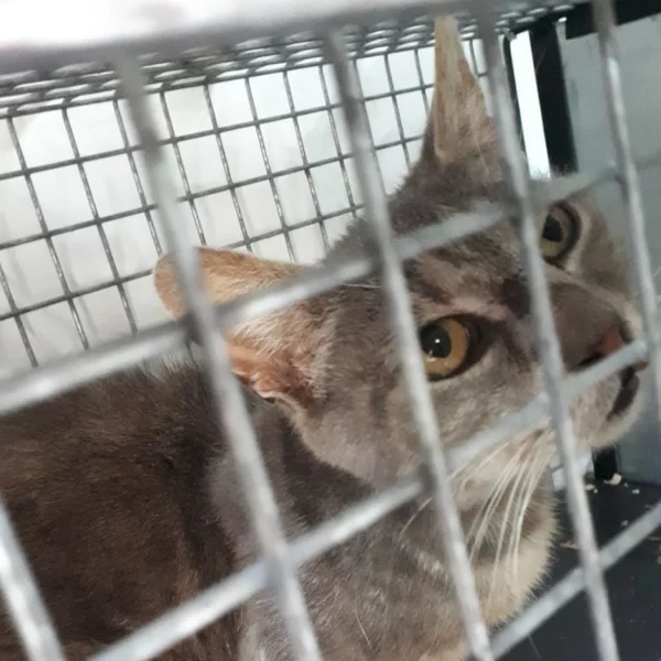 San, chat libre stérilisé par Les ti'chats