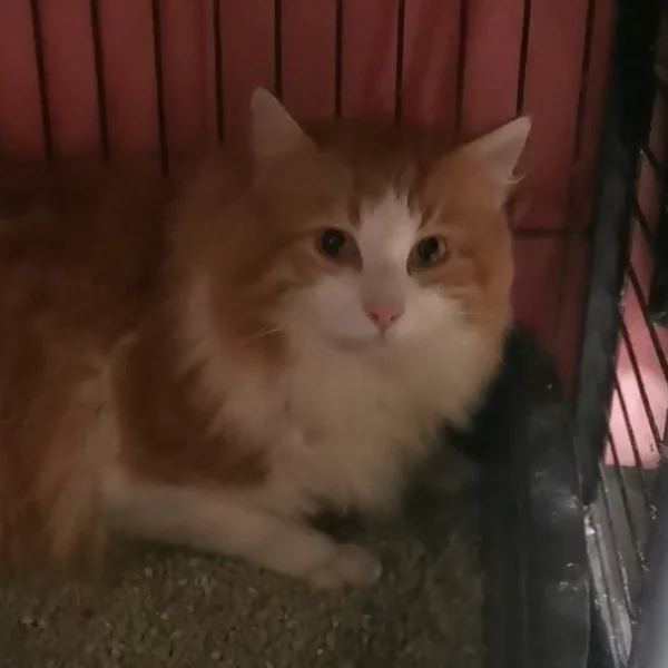 Sarkans, chat libre stérilisé par Les ti'chats