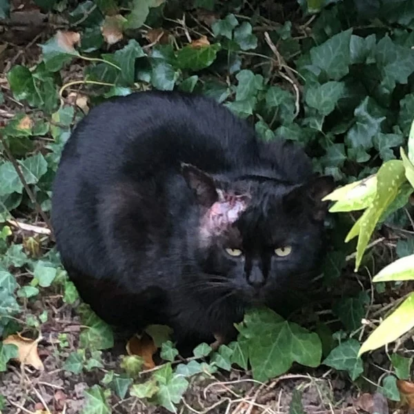 Schuss, chat libre stérilisé par Les ti'chats