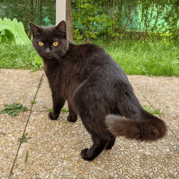 Sensas, chat libre stérilisé par Les ti'chats