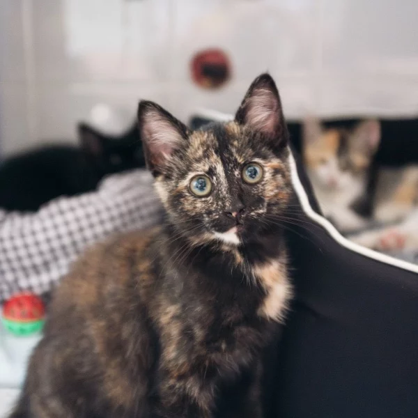 Shakky, chat adopté en 2023 grâce aux ti'chats