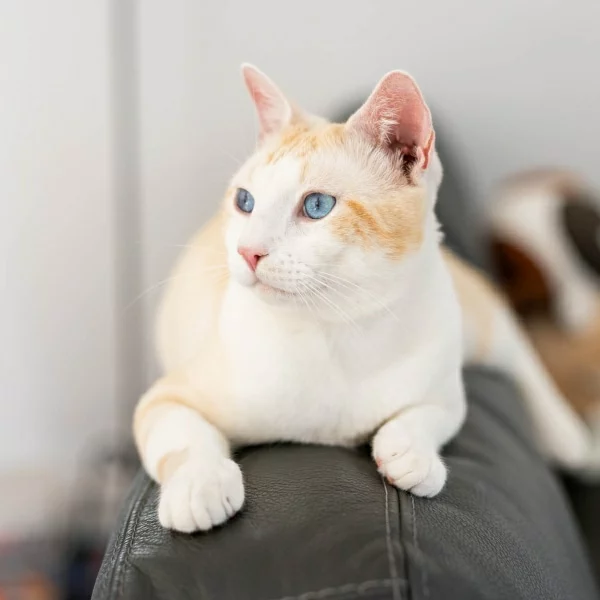 Shori, chat adopté en 2023 grâce aux ti'chats