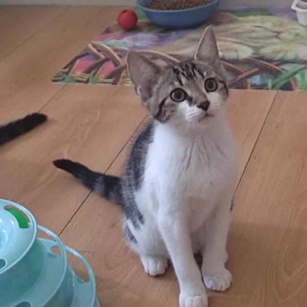 Siloé, chat adopté en 2023 grâce aux ti'chats