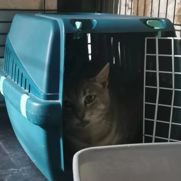 Snoop Dogg, chat libre stérilisé par Les ti'chats