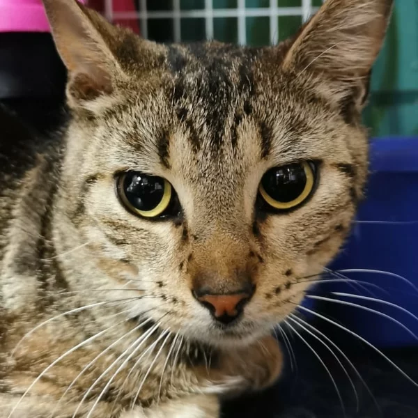 Soprano, chat libre stérilisé par Les ti'chats