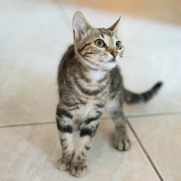 Soul, chat adopté en 2023 grâce aux ti'chats
