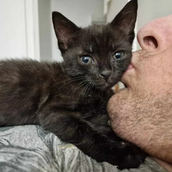 Tac, chat adopté en 2023 grâce aux ti'chats