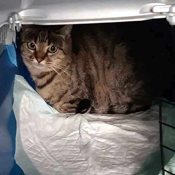 Talie, chat libre stérilisé par Les ti'chats