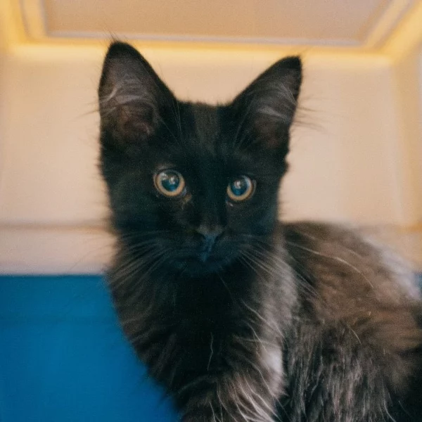 Tama, chat adopté en 2023 grâce aux ti'chats