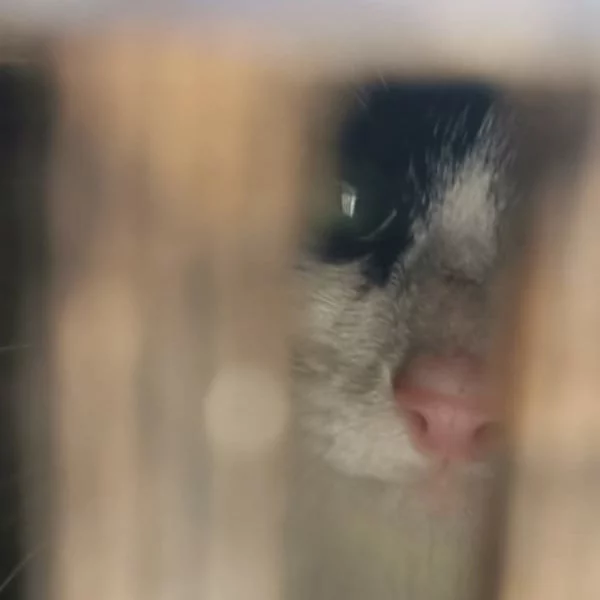 Thanos, chat libre stérilisé par Les ti'chats