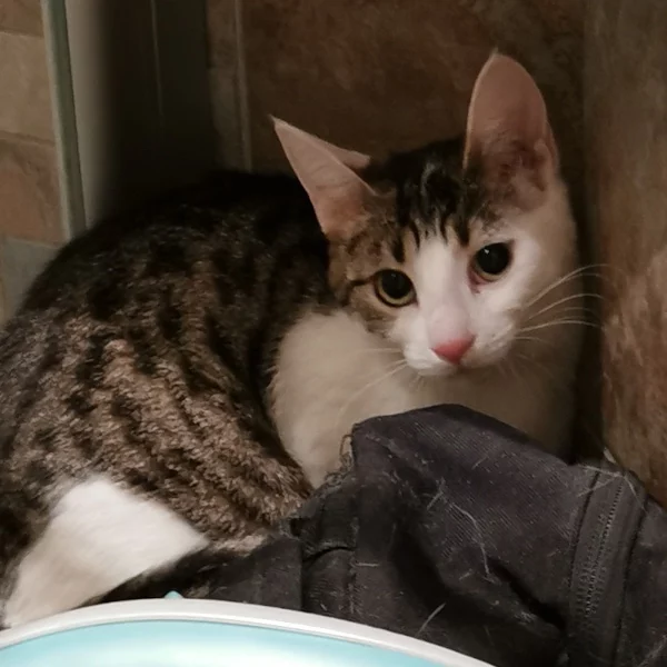 Théa, chat libre stérilisé par Les ti'chats