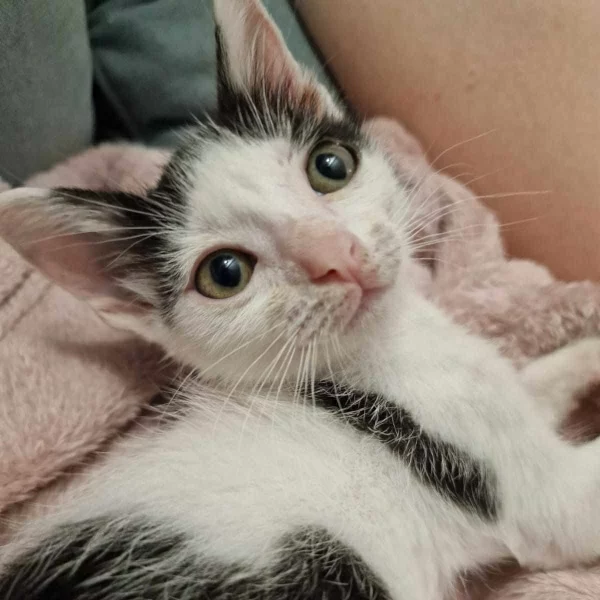 Tic, chat adopté en 2023 grâce aux ti'chats
