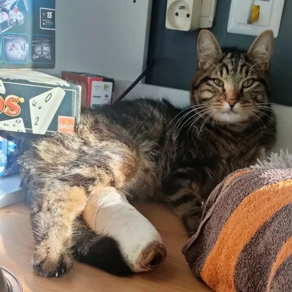 Tigrou, chat adopté en 2023 grâce aux ti'chats