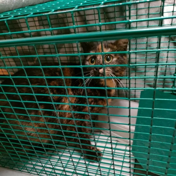 Toustimé, chat libre stérilisé par Les ti'chats