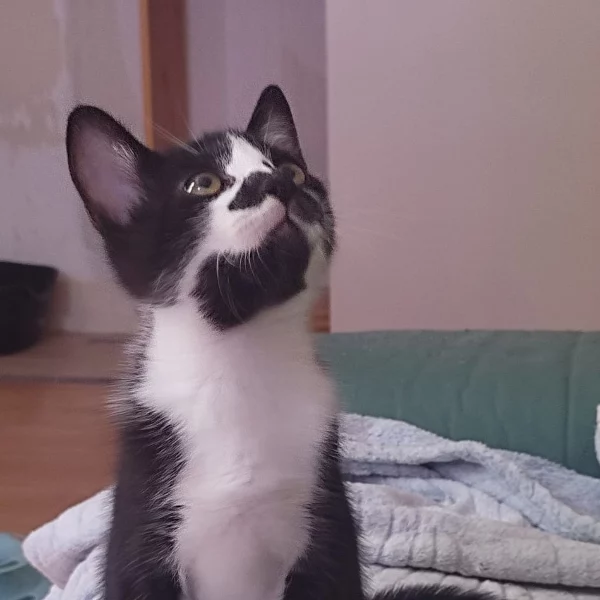 Umi, chat adopté en 2023 grâce aux ti'chats