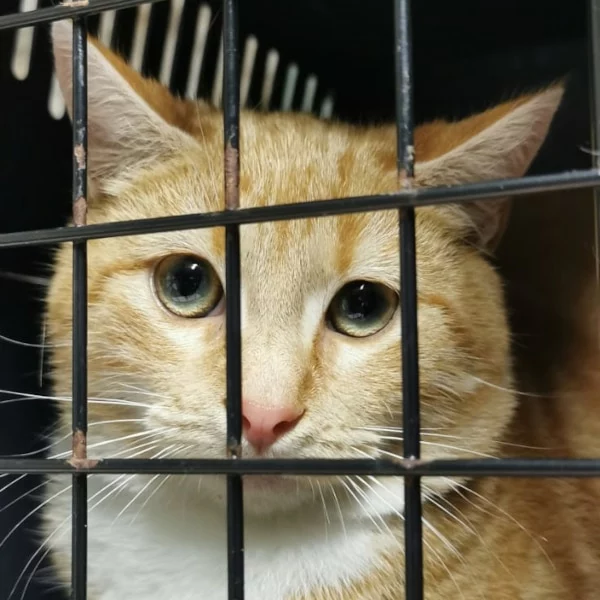 Valet, chat libre stérilisé par Les ti'chats