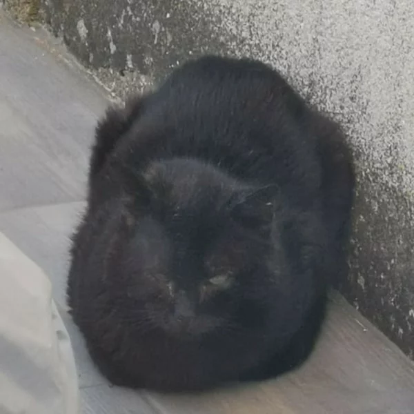 Vlad, chat libre stérilisé par Les ti'chats