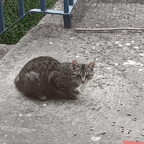 Yumi, chat libre stérilisé par Les ti'chats