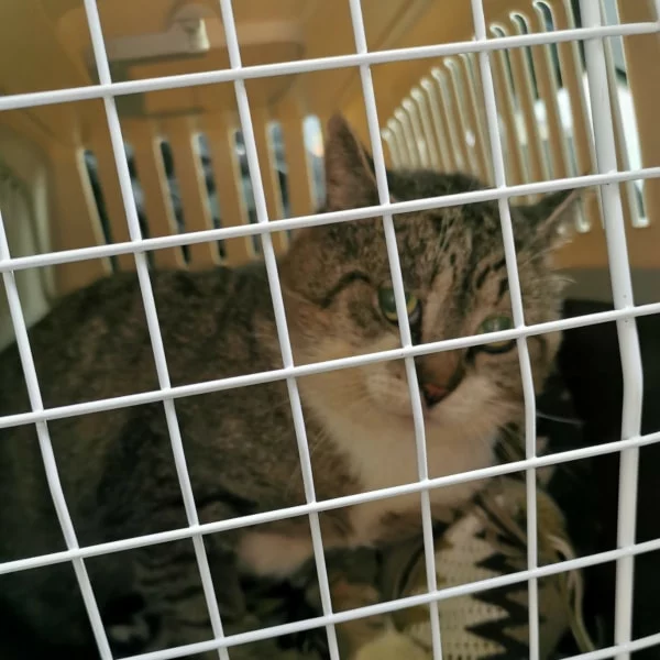 Zalet, chat libre stérilisé par Les ti'chats