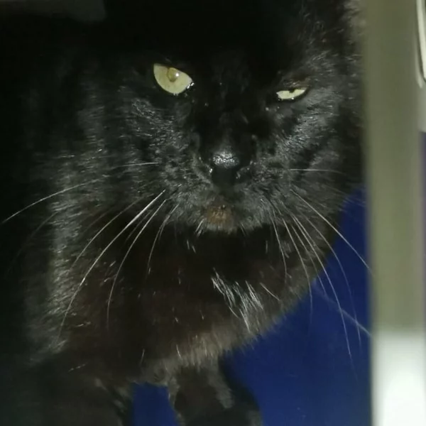 Zorba, chat libre stérilisé par Les ti'chats