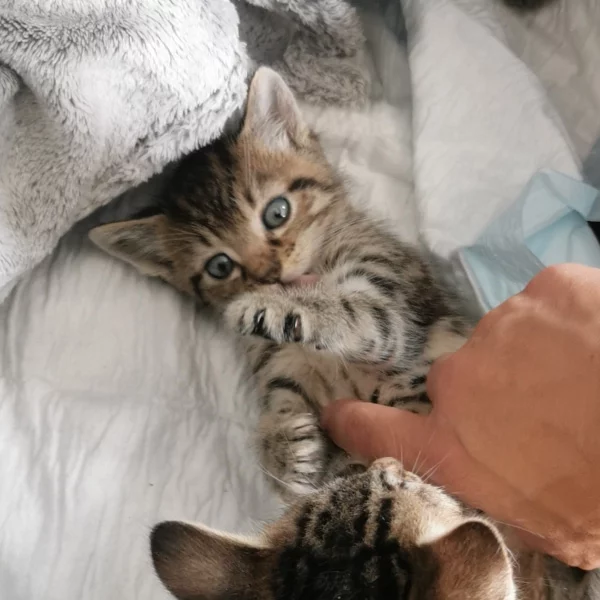 Barbara, chat adopté en 2023 grâce aux ti'chats
