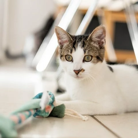 Boromir, chat adopté en 2023 grâce aux ti'chats