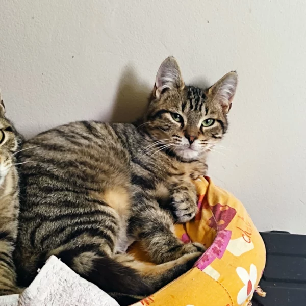 Esteban, chat adopté via Les ti'chats