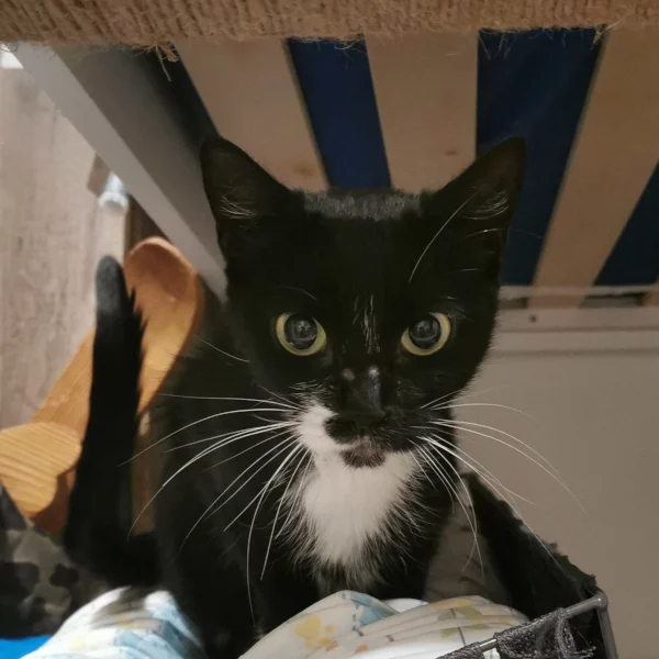 Gargamelle, chat adopté en 2023 grâce aux ti'chats