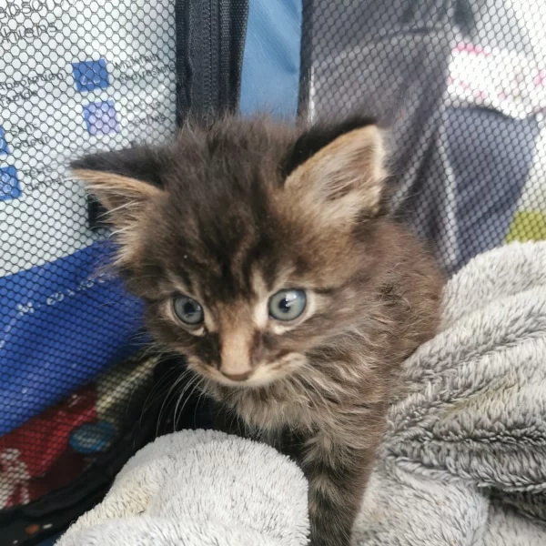 Gordon, chat adopté en 2023 grâce aux ti'chats