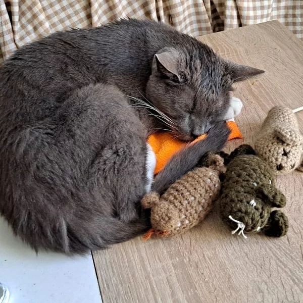 Gribouille, chat adopté en 2023 grâce aux ti'chats
