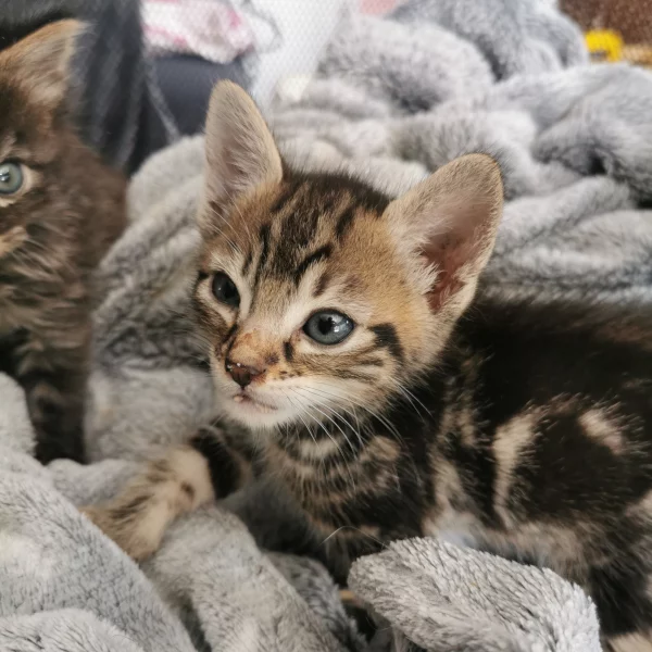 Huntress, chat adopté en 2023 grâce aux ti'chats